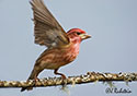 Carpodacus mexicanus